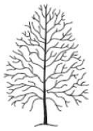 Tree pruning work carried out in Harrogate by The Tree People