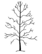 Crown thinning tree surgery in North Yorkshire