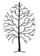 Crown reduction tree surgery in Harrogate and Knaresborough